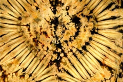 Tie Dyed Tapestry in Gold
